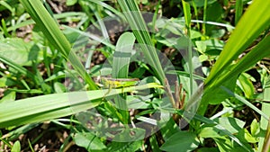 Grasshoppers prefer open, moist areas with lots of grass and other low plants, although several other species live in forests