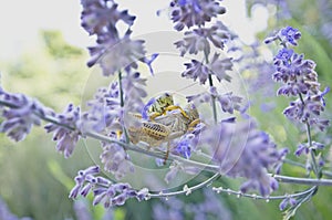 Grasshoppers in the purple flowers