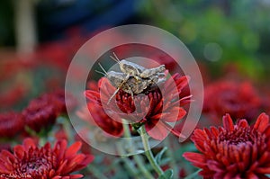 Grasshoppers on a red flower