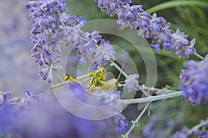Grasshoppers ridding on each other in the flowers