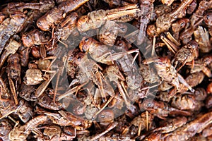 Grasshoppers on sale