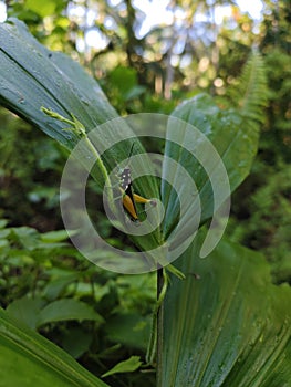 grasshoppers with several color patterns