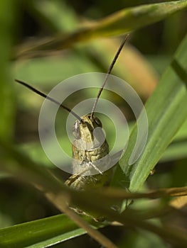 Grasshoppers stare