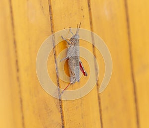 Grasshoppr in the Subtribe Vilernina Perched on a Wall in Brazil