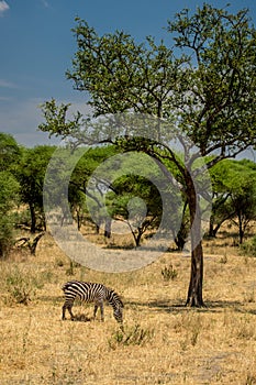 Grassin zebra in Tarangire National Park safari, Tanzania