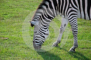 Grassing close-up Zebra in the wild Africas green nature.