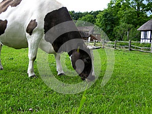 Grassing cow