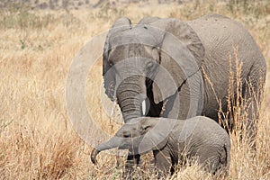 Elephants at Ruaha national park ,Tanzania east Africa.