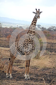 Animals at ruaha national park