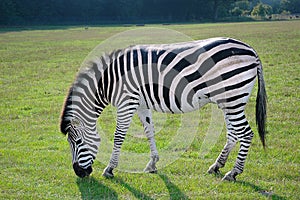 Grassing Zebra in the wild Africas green nature.