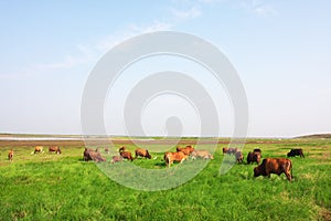 Grassland