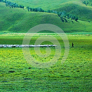 Grassland