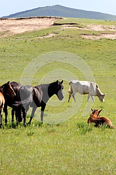 Grassland