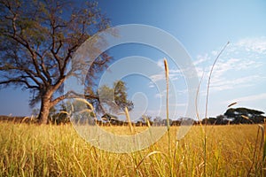 Grassland African savannah