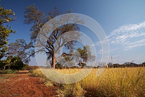 Grassland African savannah