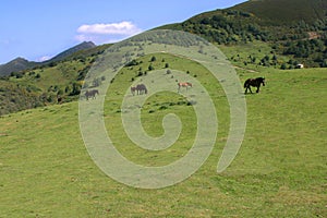Grassland in Asturias with horse photo
