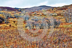 Grassland autumnal colors