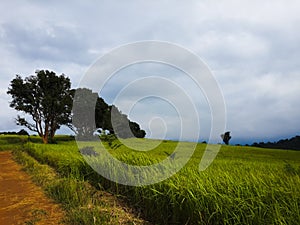 Grassland and big trees hill