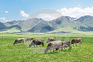 Grassland and bulls under the blue sky