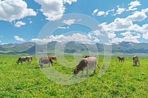 Grassland and bulls under the blue sky