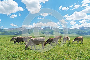 Grassland and bulls under the blue sky