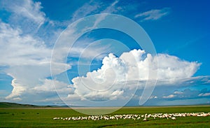 Grassland of China photo