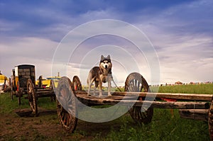 Grassland Dog