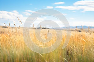 grassland with droughtresistant native grasses photo