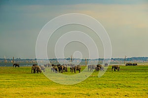 Grassland elephant Sri Lanka Minnia National Park