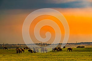 Grassland elephant Sri Lanka Minnia National Park