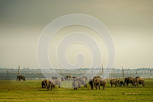 Grassland elephant (Sri Lanka Minnia National Park)