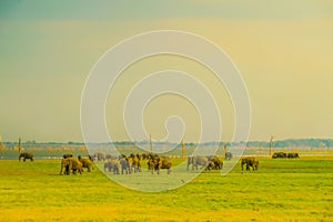 Grassland elephant (Sri Lanka Minnia National Park)