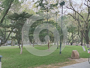 Grassland forest in the park in late autumn