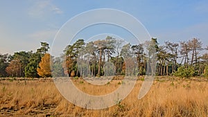 Grassland and forest with spruce and pine trees in Kalmthout heath