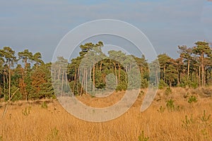 Grassland and forest with spruce trees in Kalmthout heath