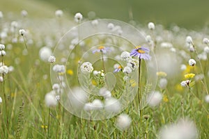 Grassland full of flowers