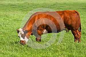 Grassland with grazing meat cow