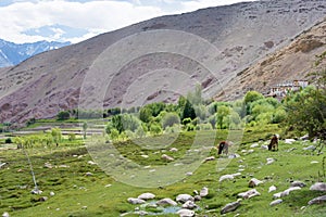 Grassland at Hemis Shukpachan Village in Sham Valley, Ladakh, Jammu and Kashmir, India