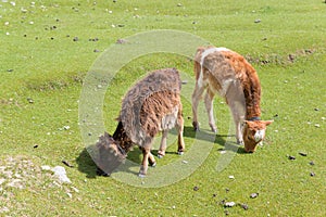 Grassland at Hemis Shukpachan Village in Sham Valley, Ladakh, Jammu and Kashmir, India