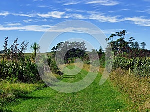 Grassland hiking trail with bushes and trees