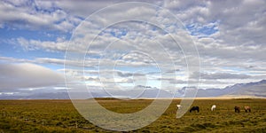 Grassland with horses under a dramatic sky. Near Hofn, Iceland-