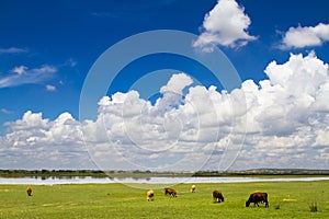 Grassland in Inner Mongolia