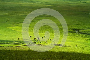 Grassland in Inner Mongolia