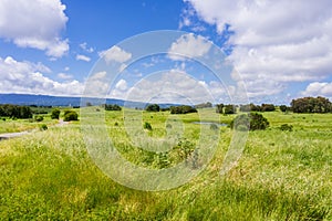 Grassland landscape in Bedwell Bayfront