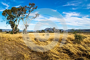 Grassland landscape in the bush with Grampians mountains in the background, Victoria, Australia