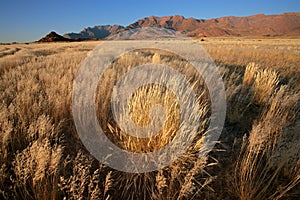 Grassland landscape, Namibia