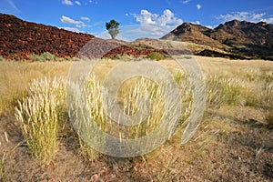 Grassland landscape, Namibia