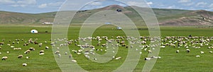 Grassland of Mongolia