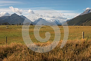 Grassland in Mount Aspiring National Park