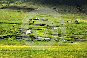 The grassland of Mulan Paddock